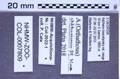 Etiketten zu Athous abkhazianus (Platia & Nemeth, 2011) (NHMW-ZOO-COL-0007809)